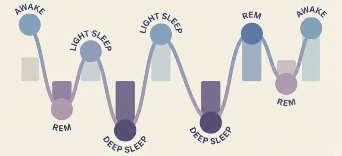 Illustration representing sleep stages and cycles